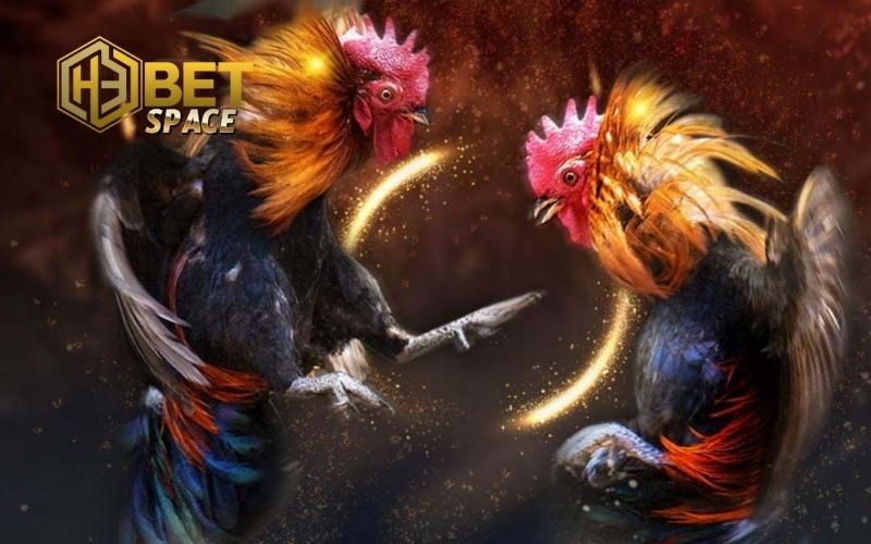 đá gà trực tiếp thomo