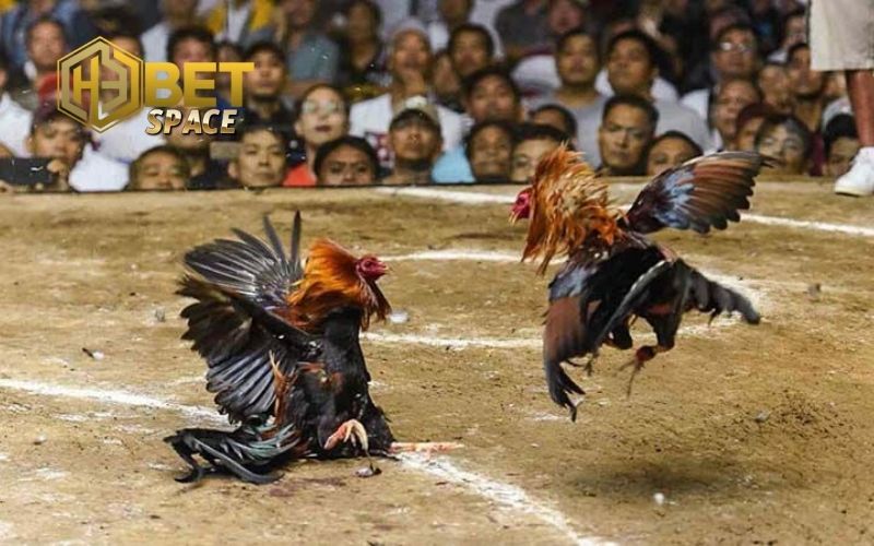 đá gà trực tiếp thomo