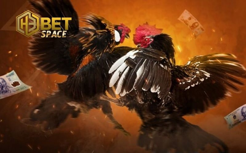 Kinh nghiệm chăm sóc gà đá: Dinh dưỡng, luyện tập cho chiến kê 4 kinh nghiệm chăm sóc gà đá